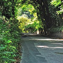 Straßenallee auf Alderney Straßenallee auf Alderney