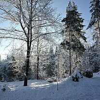 Hessenreuther Wald an der B299 Hessenreuther Wald an der B299