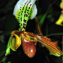 Frauenschuh Orchidee Frauenschuh Orchidee