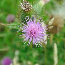 lila Sternblüte lila Sternblüte