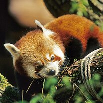 kleiner Panda ( Ailurus fulgens )